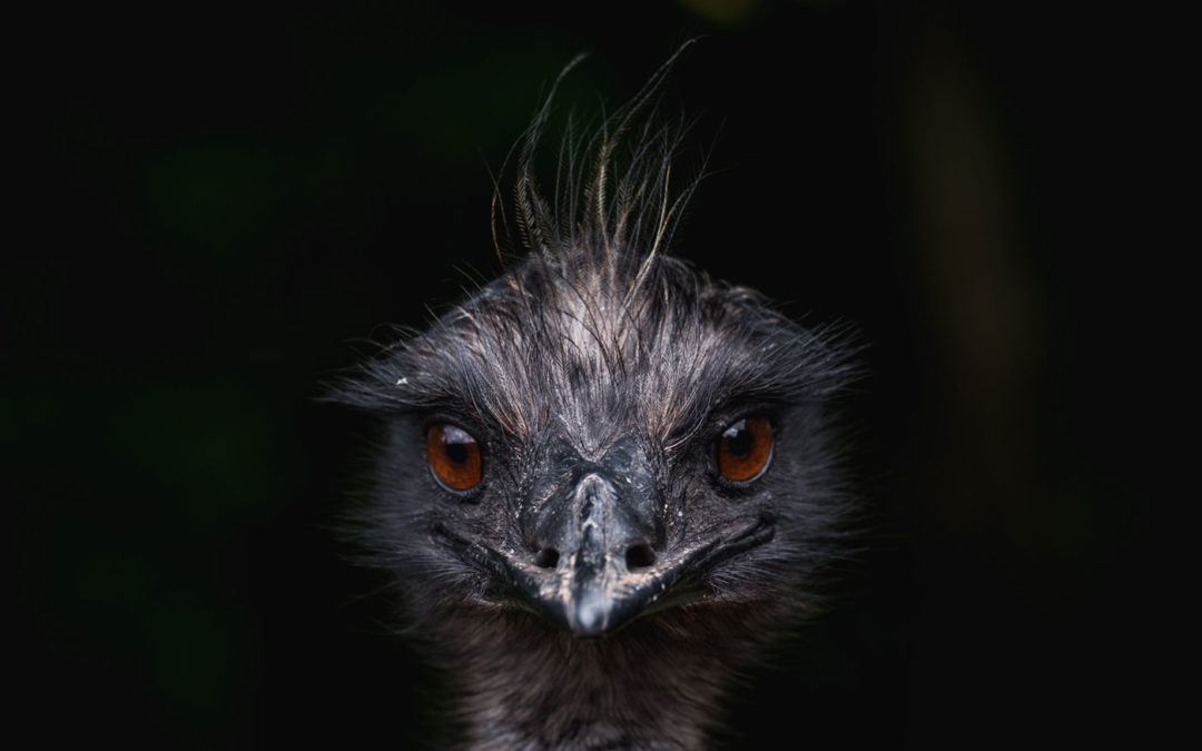 La absurda guerra del emú