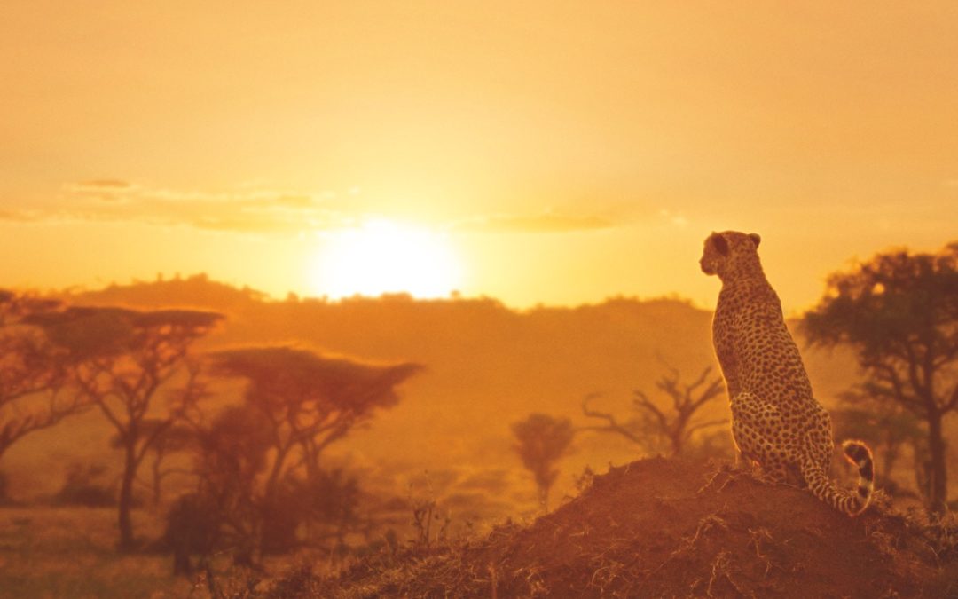 Serengueti, el nuevo documental de Discovery